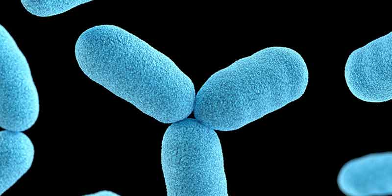 IWhat is Hundred Dogs Cough | B. Pertussis | IPHI